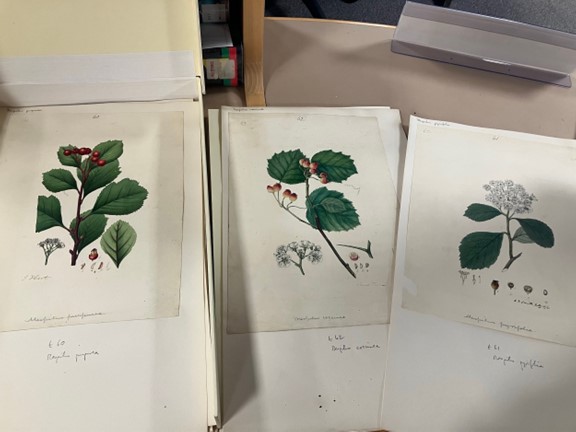 Paintings of sections of trees, showing leaves, flowers and fruits. Mounted on card
