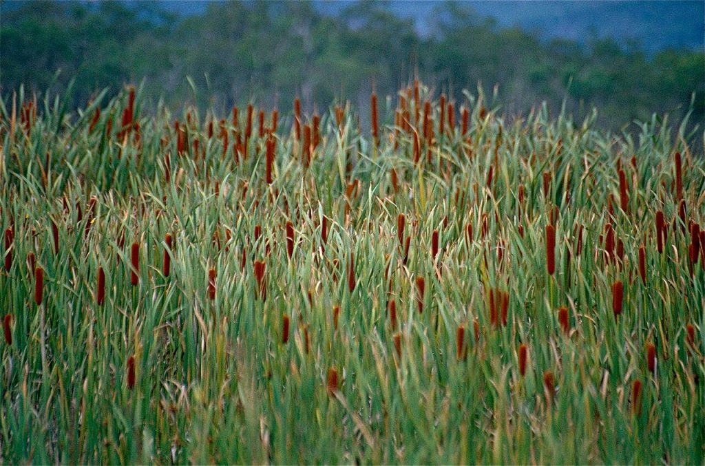 Typha orientalis By Dernard DUPONT, CC BY-SA 2.0 