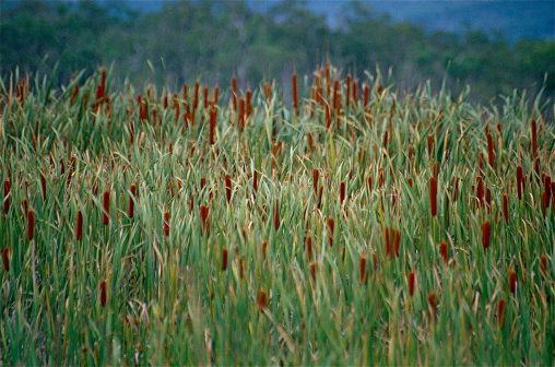 Typha orientalis By Dernard DUPONT, CC BY-SA 2.0 