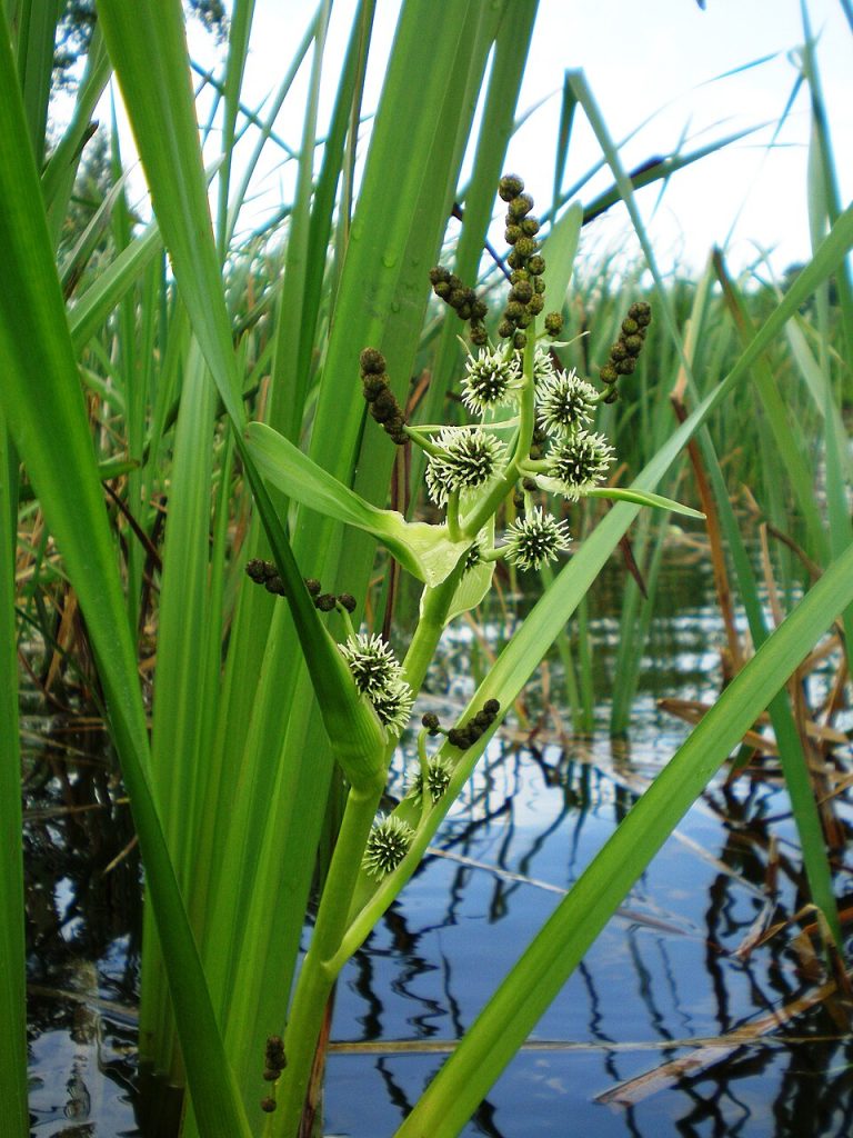 Sparganium erectum By Hugo.arg , CC BY-SA 4.0 