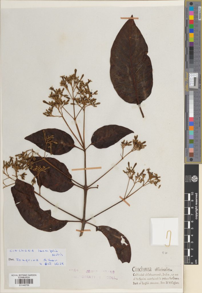 A specimen of Cinchona lancifolia. The label says that this plant was cultivated in India to “produce the Crown Bark of English commerce.” (E01440759)