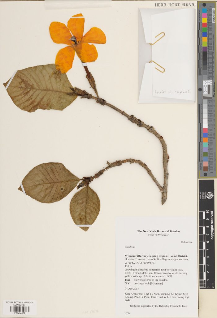 A specimen of Gardenia sp., collected in Myanmar in 2017; the label notes that the flowers are used as an offering for the Buddha. Gardenia was named by Linnaeus after Alexander Garden, a Scottish physician, botanist, and zoologist. (E01484952)