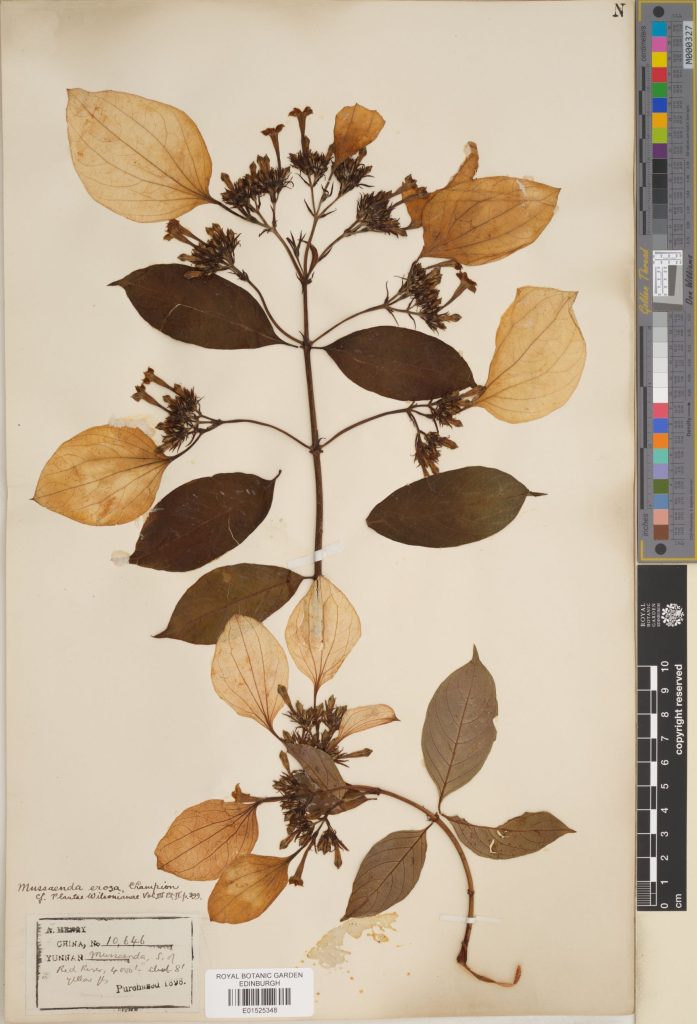 Some members of the Rubiaceae have enlarged, petal-like sepals. All sepals of a flower may be enlarged, or only one (like in this specimen of Mussaenda erosa.) (E01525348)