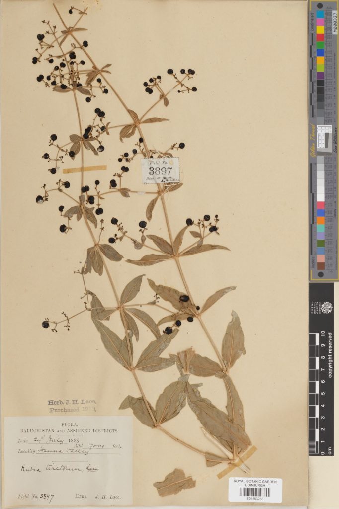 Herbarium specimen of Rubia tinctorum (E01563286)