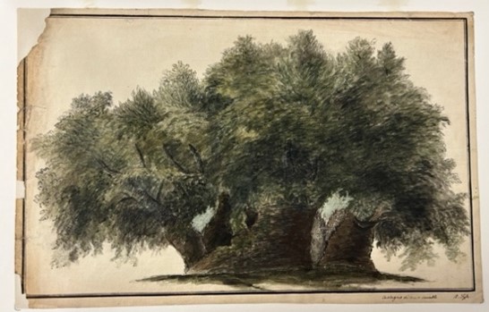Drawing showing veteran sweet chestnut tree