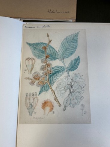 Illustration of seeds, twigs and leaves of a tree