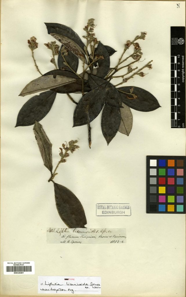 Our only specimen of Euphroniaceae, Lightia licanoides Spruce Ex War., this name is a synonym of Euphronia hirtelloides Mart. & Zucc. (E00326481)