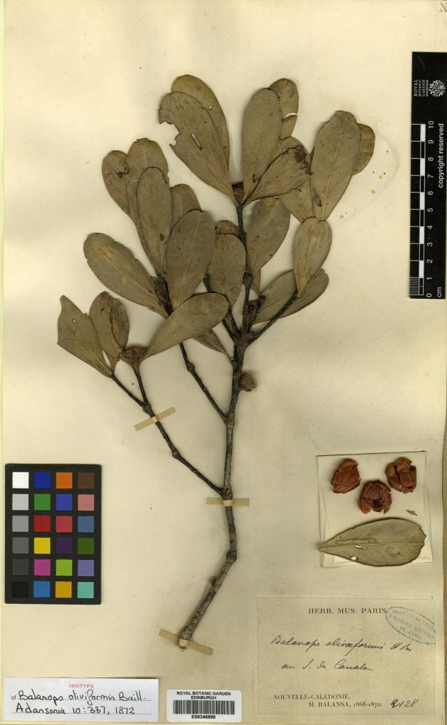 Specimen of Balanops oliviformis Baill., collected in New Caledonia between 1868 and 1870 (E00346998)
