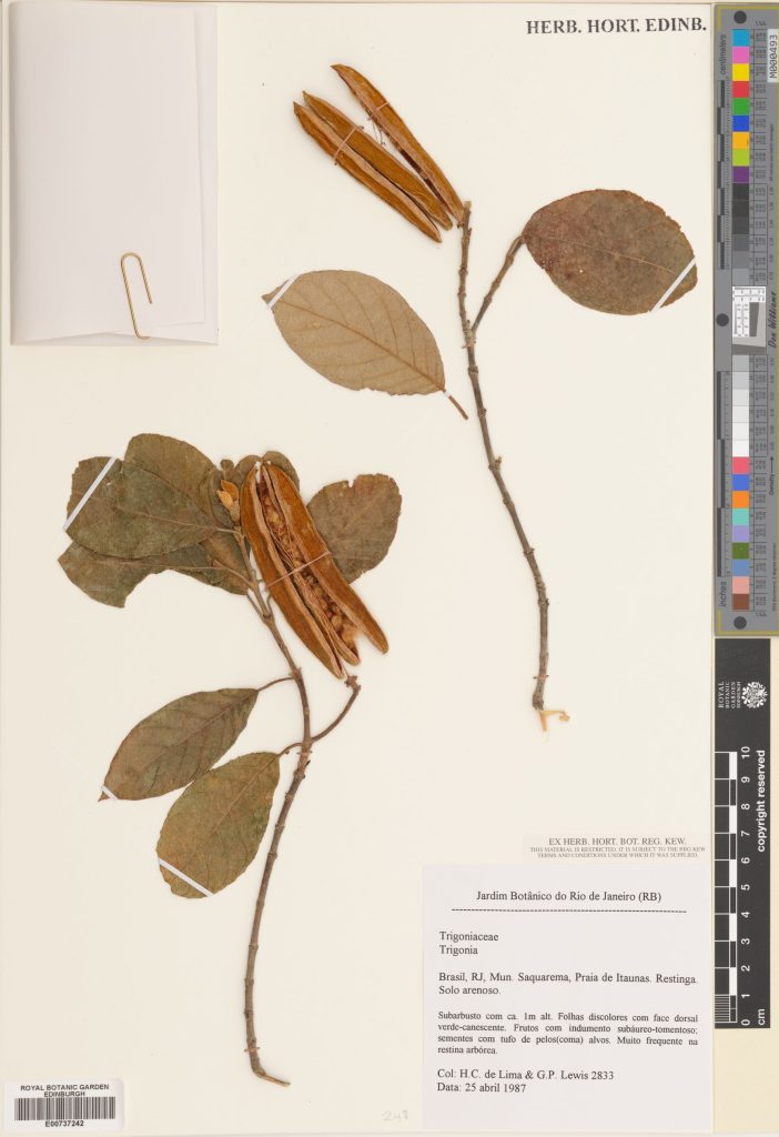 Specimen of Trigonia Aubl., with a large woody capsule. Collected in Brazil in 1987 (E00737242)