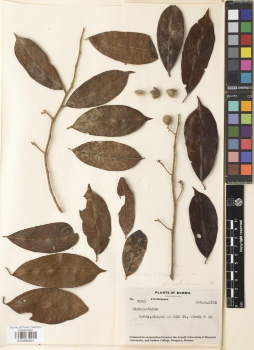 Specimen of Dichapetalum specimen collected in 1938 in Myanmar (E00886891)