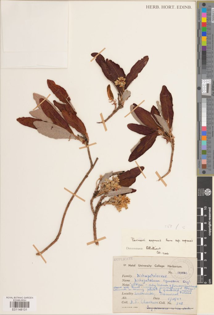 Specimen of Parinari capensis, collected in South Africa in 1947 (E01148131)