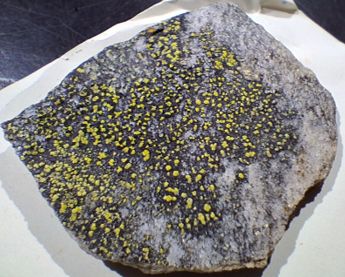Specimen of Rhizocarpon geographicum collected by Dr. Lindsay Lauder.