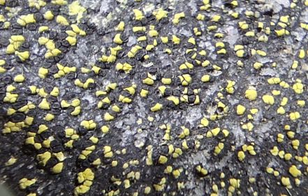 Close up of specimen of Rhizocarpon geographicum collected by Dr. Lindsay Lauder.