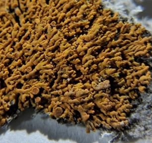 Close up of specimen of Xanthoria elegans collected by Ursula Douglas