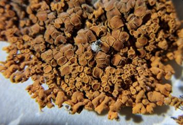 Close up of specimen of Xanthoria elegans collected by Ursula Douglas
