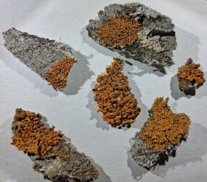Specimen of Xanthoria elegans collected by Ursula Douglas