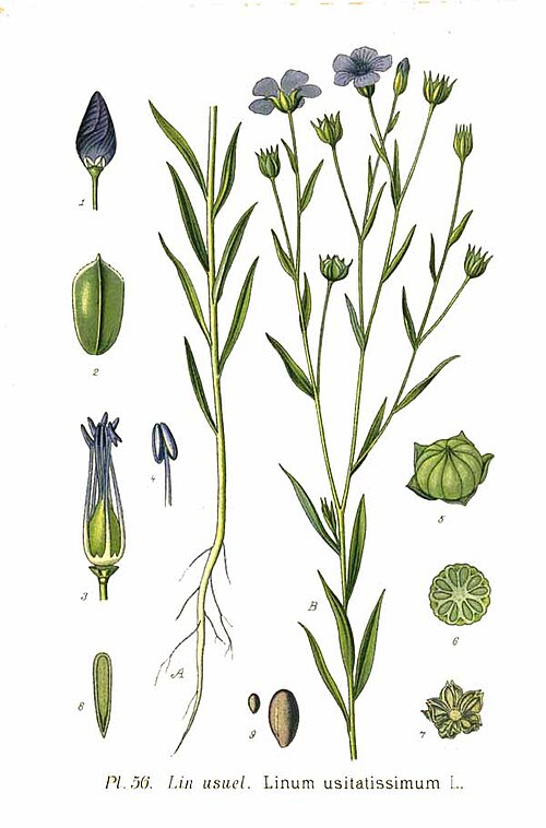 Linum usitatissimum L. By Amédée Masclef - Atlas des plantes de France. 1891