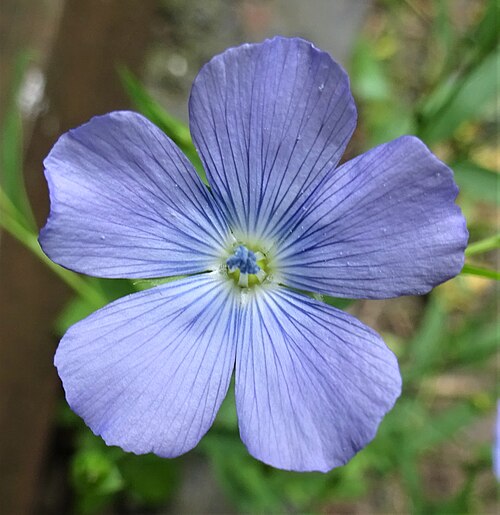 A Common Flax or Linseed (Linum usitatissimum) flower. Chapeltoun North Ayrshire