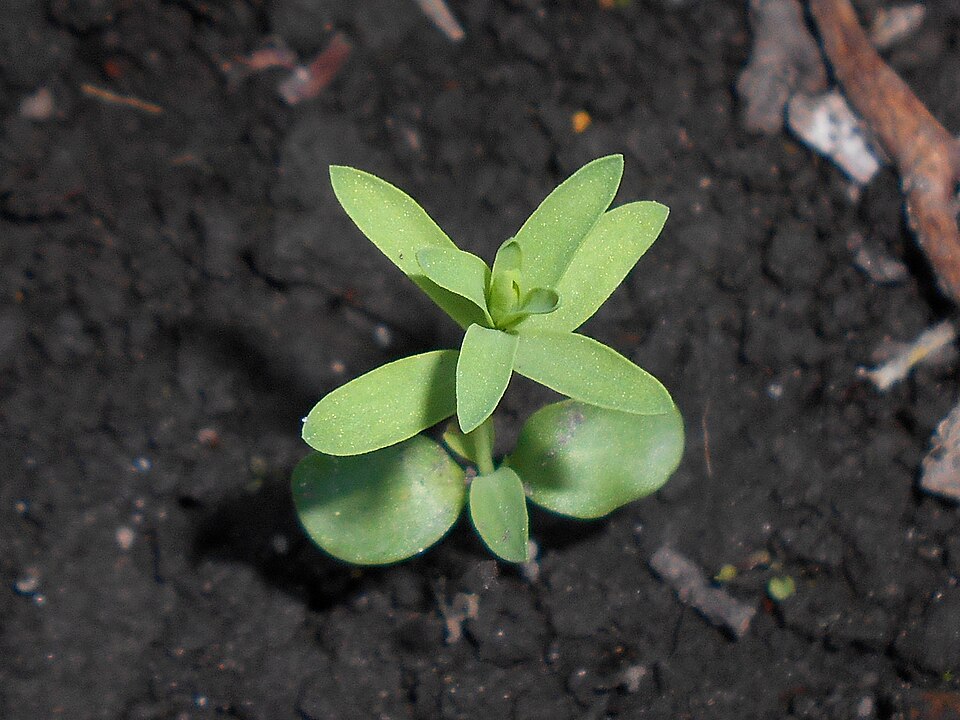 Linum usitatissimum seedling, allotment garden in Lublin, Poland.