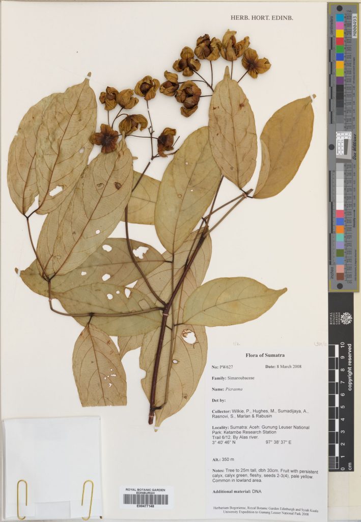 Specimen of Picrasma Blume, collected in Sumatra in 2008 by Peter Wilkie. (E00477148)