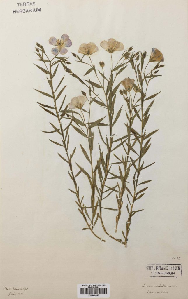 Specimen of Linum usitatissimum L. collected near Edinburgh, Scotland in 1886 (E00703457)