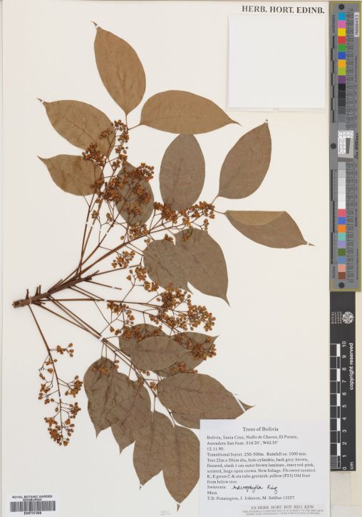 Specimen of Swietenia macrophylla King, collected in Bolivia in 1990. (E00737266)
