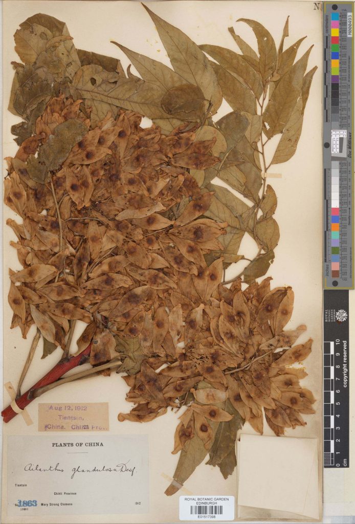 Specimen of Ailanthus altissima (Mill.) Swingle, collected in China (E01517398)