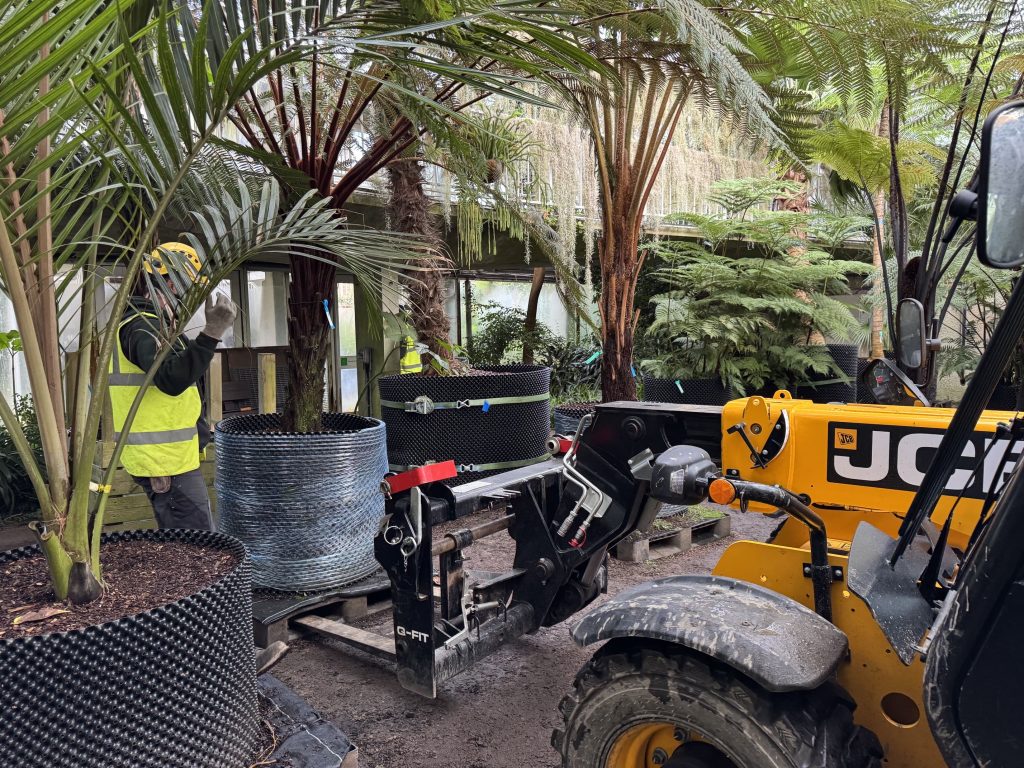 A large, potted tree fern is lifted in a glasshouse.