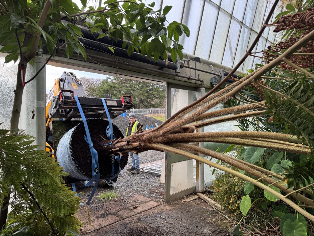 A large tree ferns is moved horizontally out of a glasshouse entrance.
