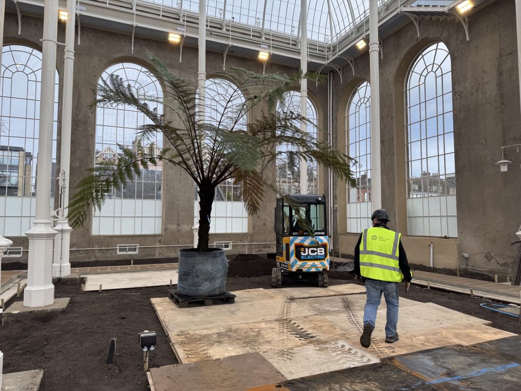 A man stands beside a large tree fern inside the Palm House before replanting.