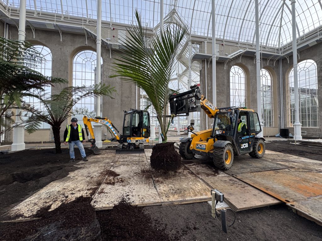 Rhopalostylis sapida, large is moved into position for planting in the Palm Houses.