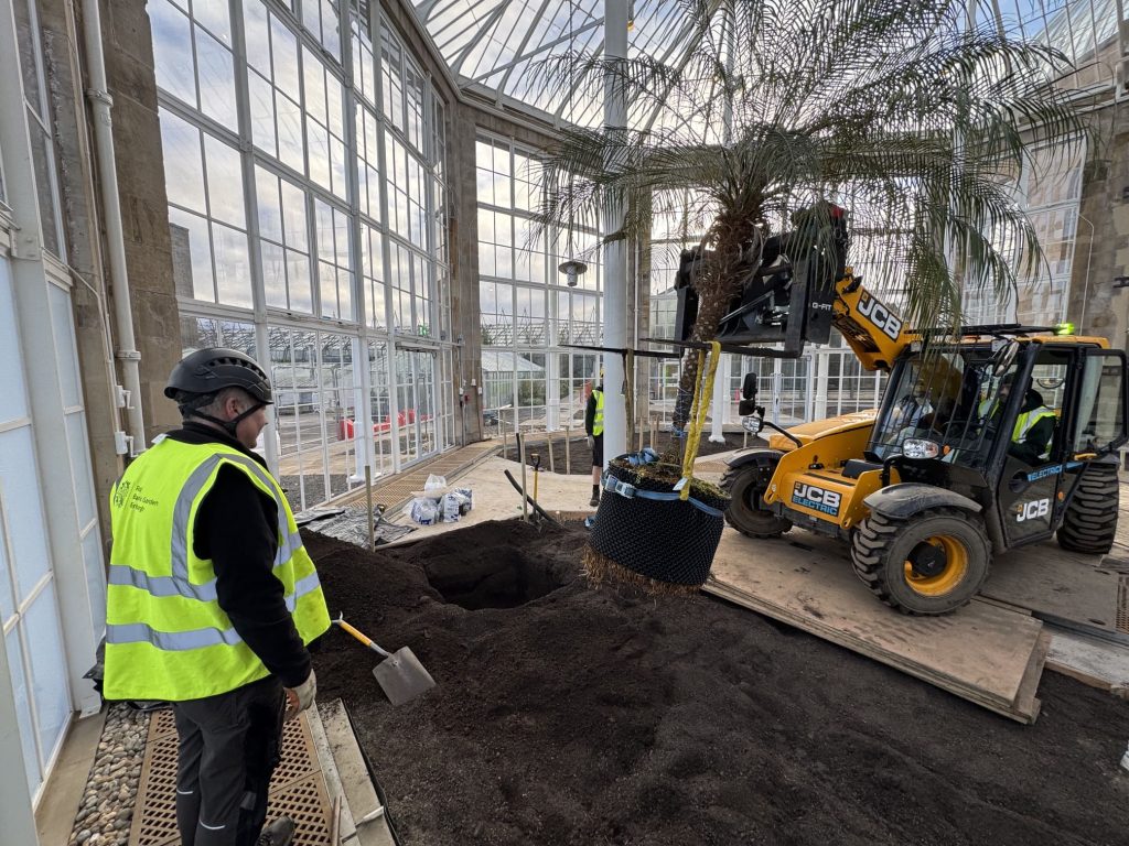 A closer look, a tall palm is lifting into the prepared area dug for planting.