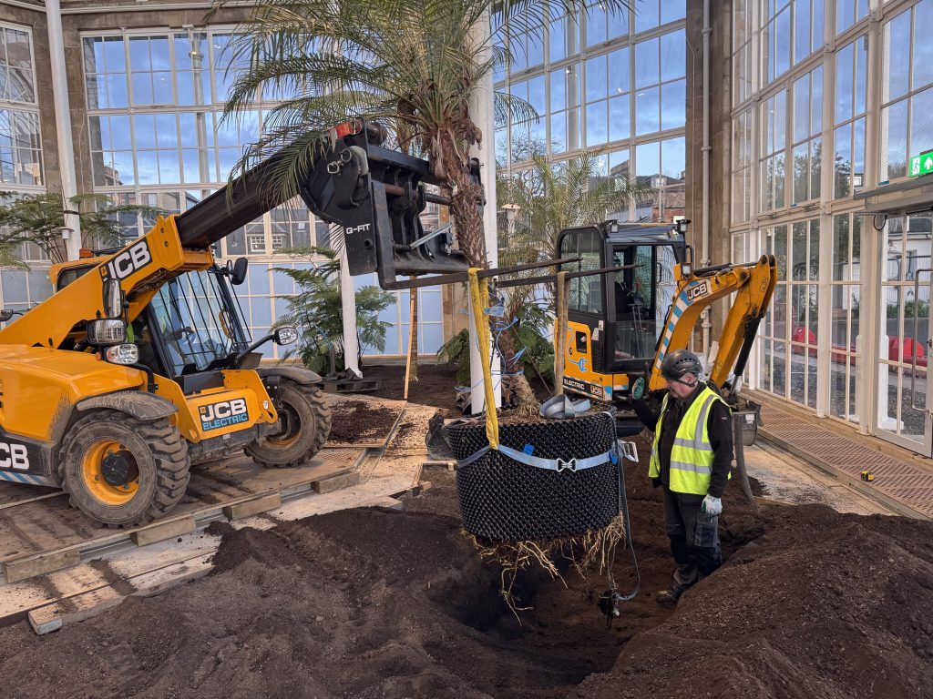 A man stand in the soil, a telehandler lowers the palm down into the hole dug. A digger is parked in background.