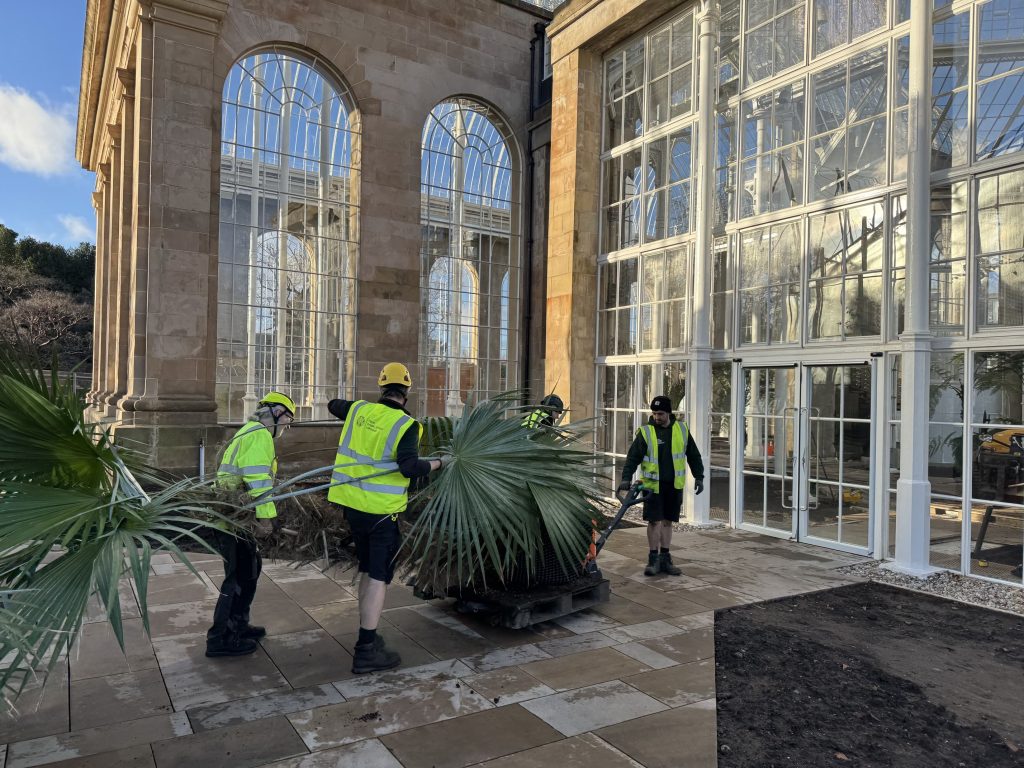 Multiple mens manually move a large palm tree using a pallet truck outside the Palm House.