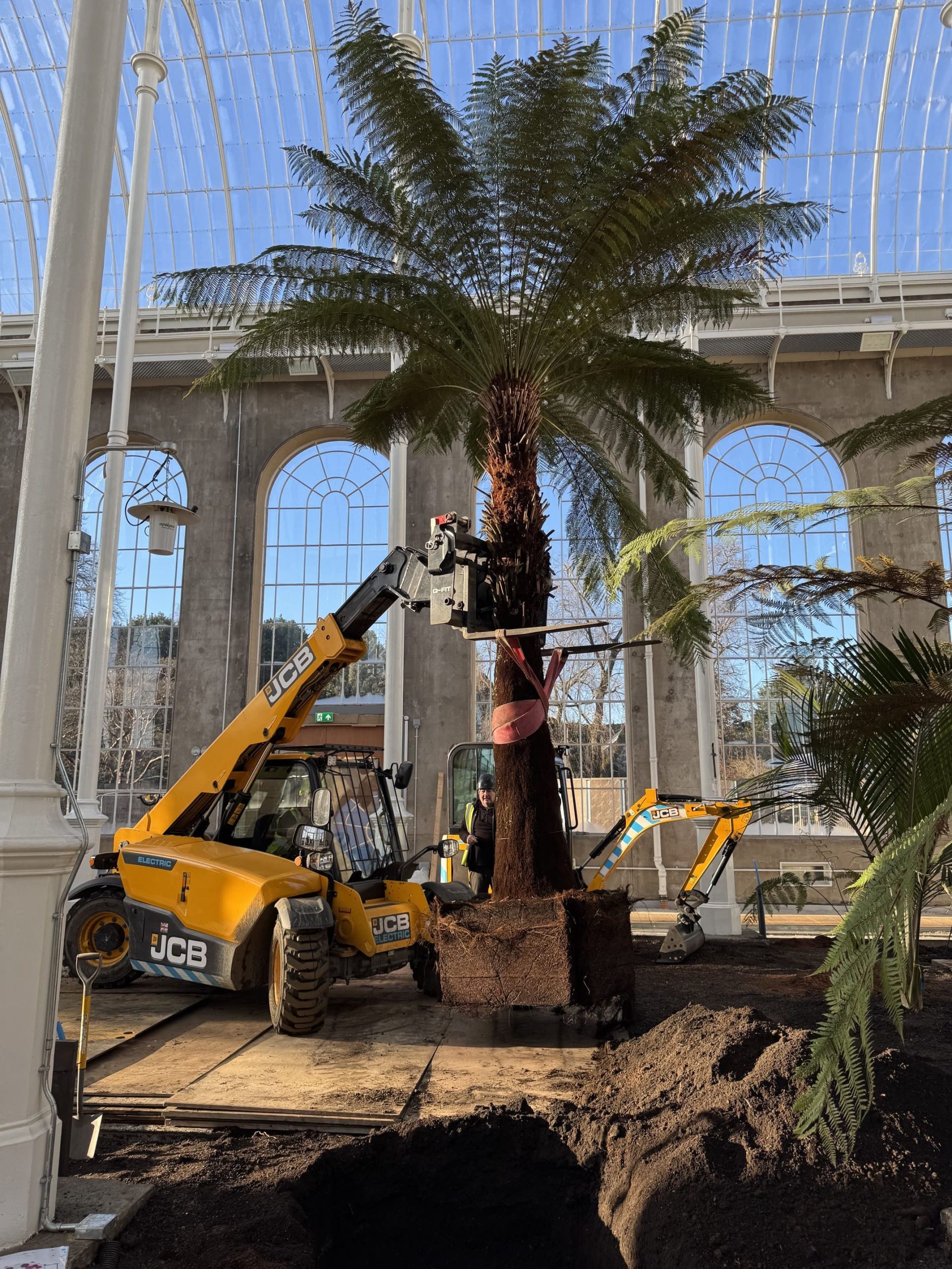 A very large Dicksonia tree fern with a square rootball is lowered into position by the electric tele-handler.