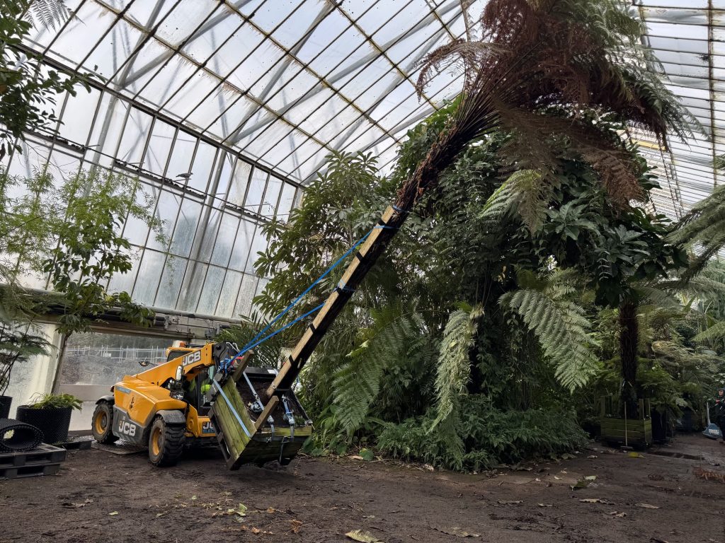 The telehandler inside the holding glasshouse, tips a tall tree fern to leave the glasshouse horizontally.