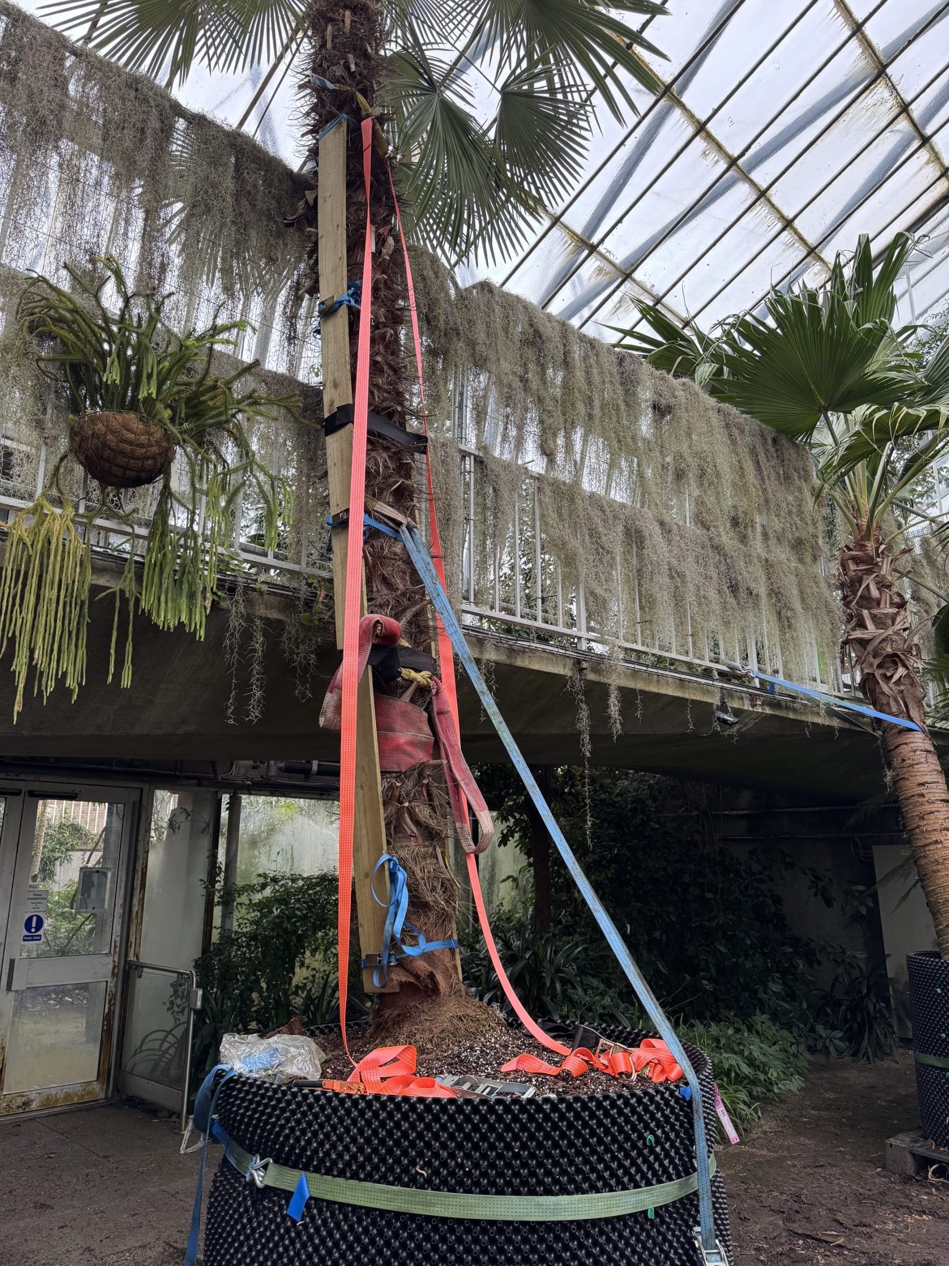 A tall palm is protected and supported along its trunks by several straps and wooden boards.