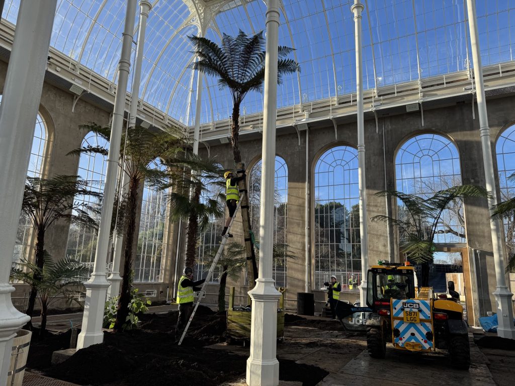A man is atop a ladder, leaning against a tall tree fern inside the Palm House. He is removing straps and wooden boards added for protection during its move.