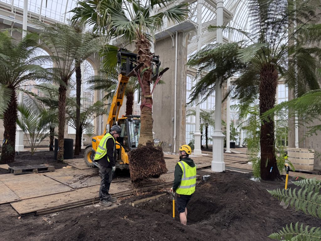 The telehandler lifts a heavy palm tree. Two men direct it into position for replanting inside the Palm House.