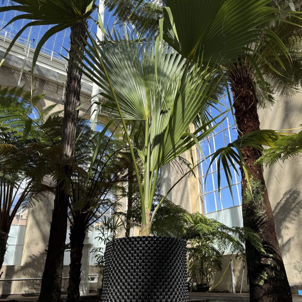 Large palm leaves emerge from the base of the plant. Large fanned leaves, green in the light and other plants stand in the background.