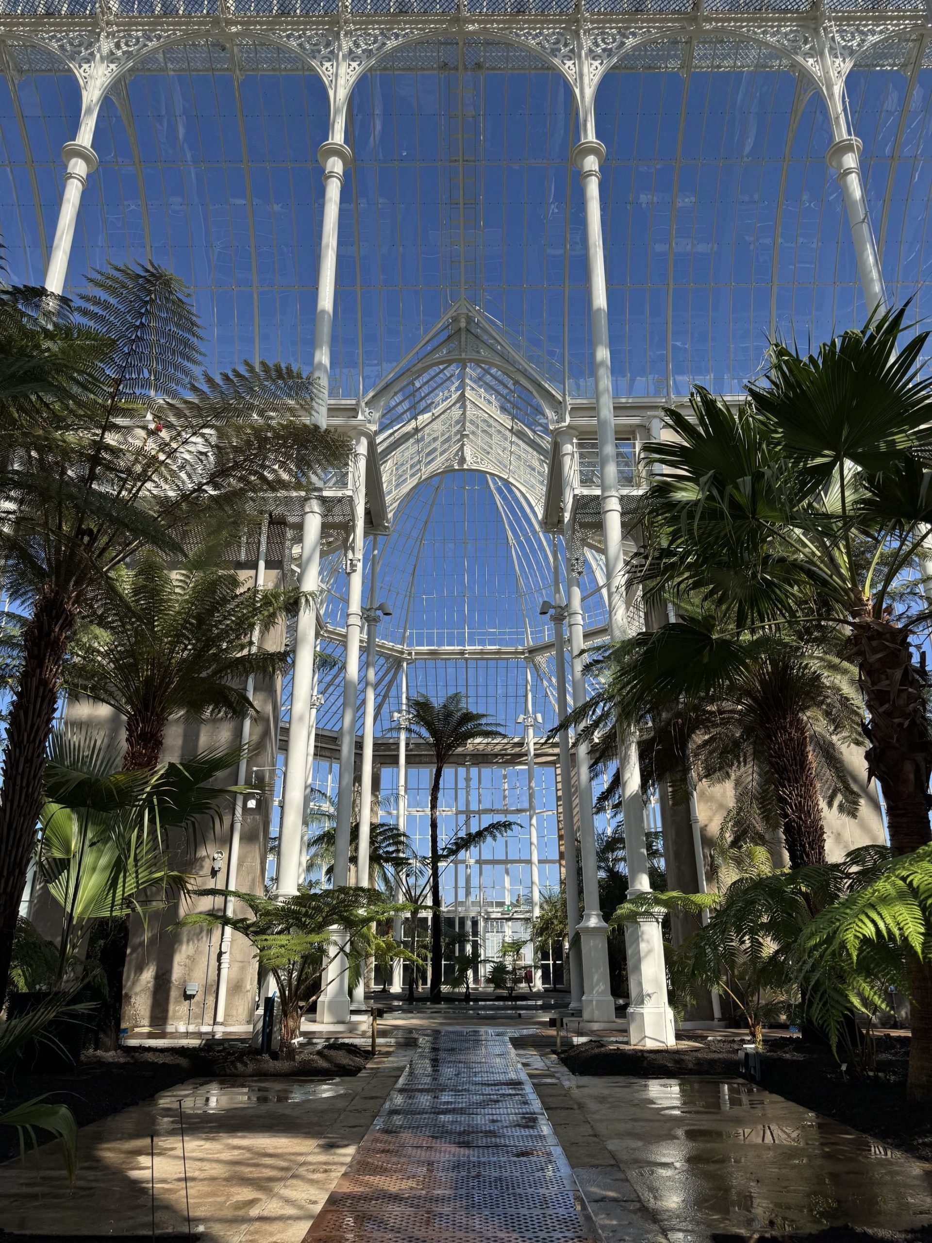 A long viewed look through the Palm House. The centre path in flanked by tall palms and ferns, the newly painted white iron work shines in the sun light. 