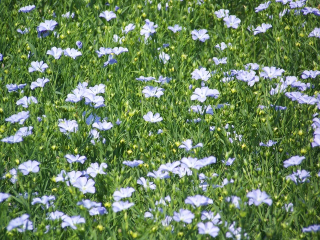 Linseed flax (Linum usitatissimum), near Whitsbury