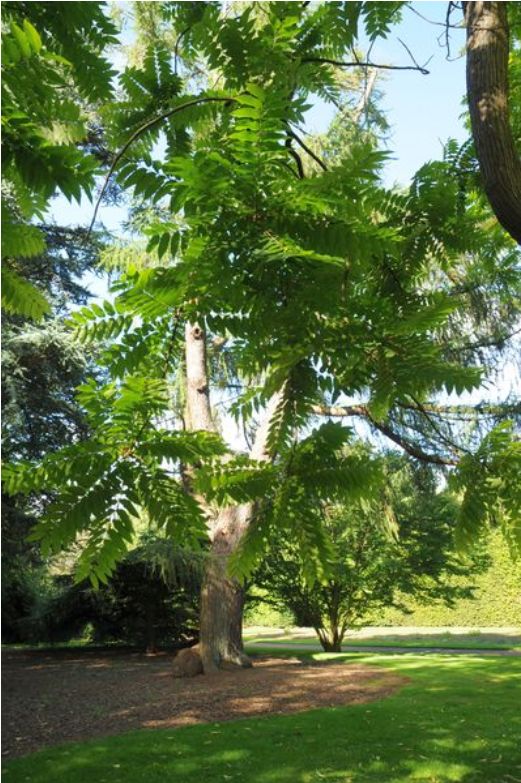 Specimen of Toona sinensis Roem. growing in the gardens at RBGE. By: Eleanor Gordon during Aug. 2015