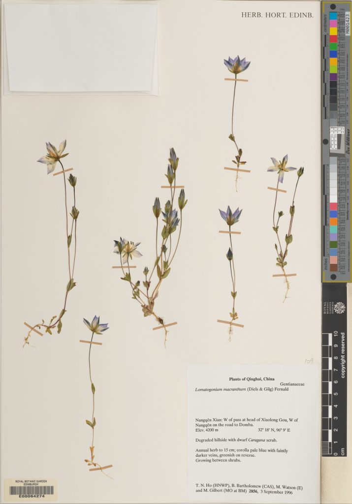 Lomatogonium macranthum collected in 1996. (E00064274)