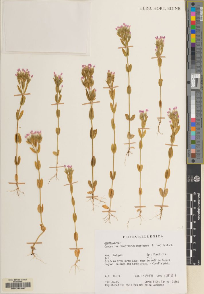 Centaurium tenuiflorum collected in Greece in 1991.