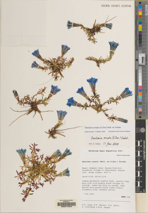 Gentiana ornata collected in Nepal in 2001. (E00214342)