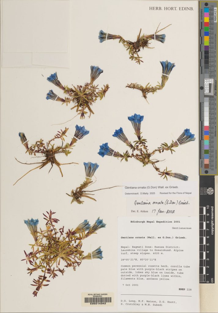 Gentiana ornata collected in Nepal in 2001. (E00214342)