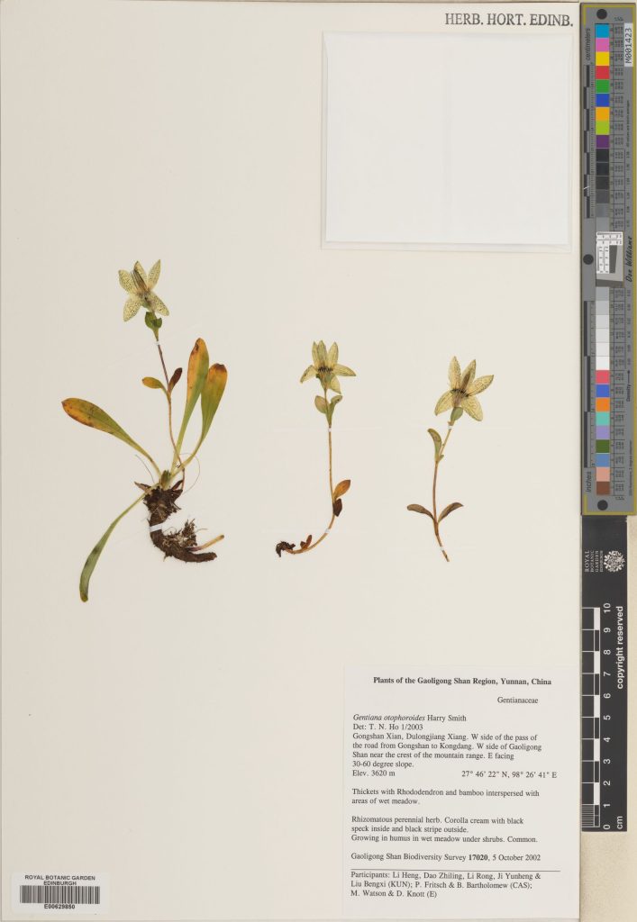 Kuepferia otophoroides collected in China in 2002.