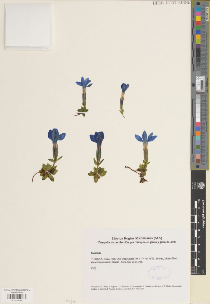 Gentiana sp. collected in Turkey in 2001. (E01552084)