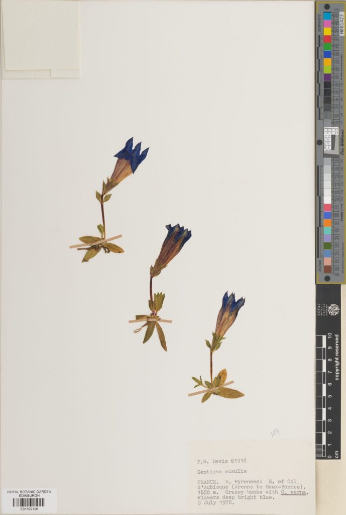 Gentiana acaulis collected in 1978 from the French Pyrenees. (E01599126)